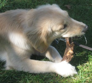 Golden Retriever Puppy Chewing a Stick